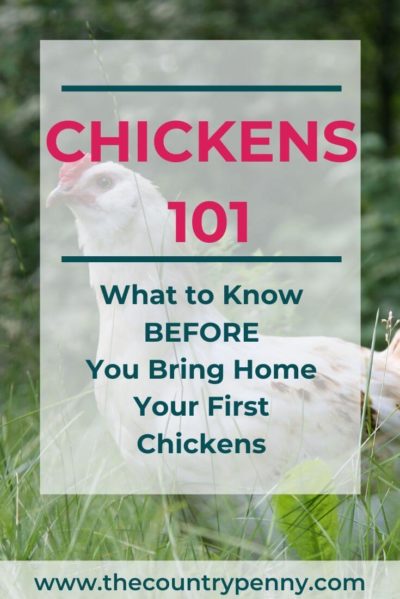 Chickens 101