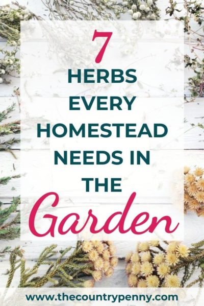 7 Herbs Every Homestead Needs in the Garden