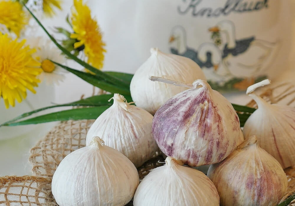 Garlic on Table
