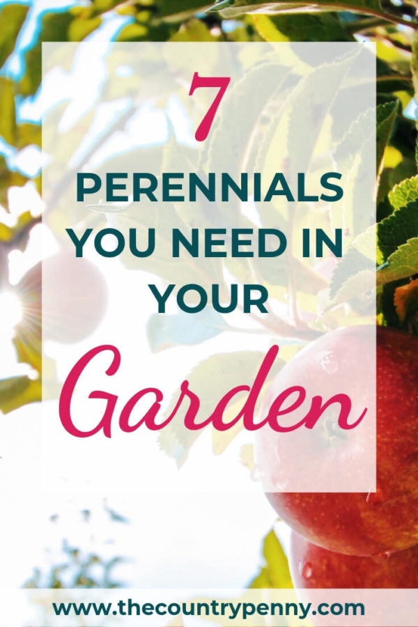Perennial Plants for your Garden